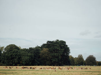 View of sheep grazing on field against sky