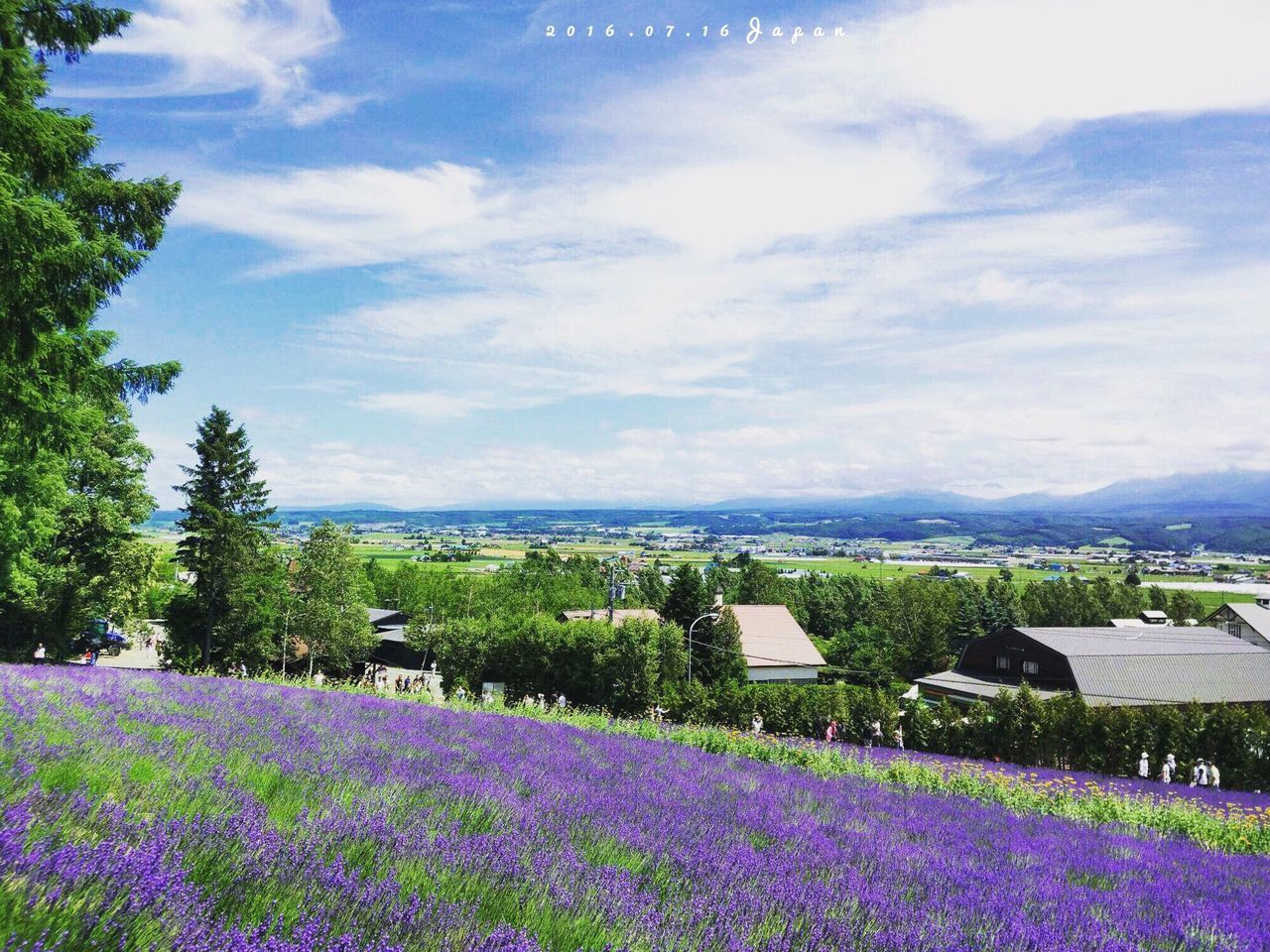 flower, sky, beauty in nature, growth, cloud - sky, nature, tree, tranquil scene, landscape, plant, scenics, field, tranquility, cloud, fragility, grass, green color, day, outdoors, blooming, cloudy, no people, idyllic, in bloom, blue, pink color, abundance, green, rural scene, blossom