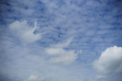 Low angle view of bird flying in sky