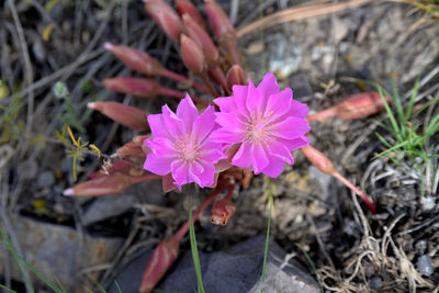 Close-up of pink flowering plants on field