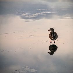 Bird flying over lake