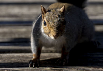 Close-up portrait of a rabbit