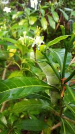 Close-up of insect on leaf