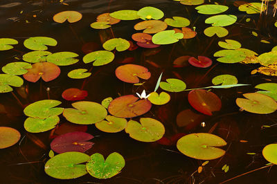Close-up of lotus water lily