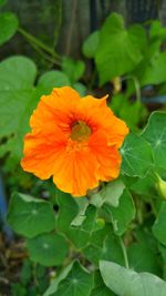 Close-up of orange flower blooming outdoors