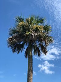 Low angle view of coconut palm tree against blue sky