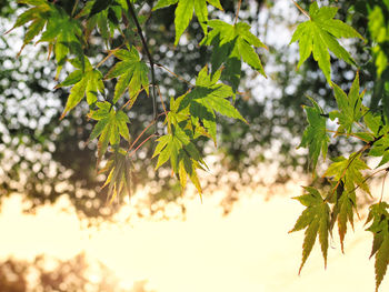 Close-up of leaves against blurred background