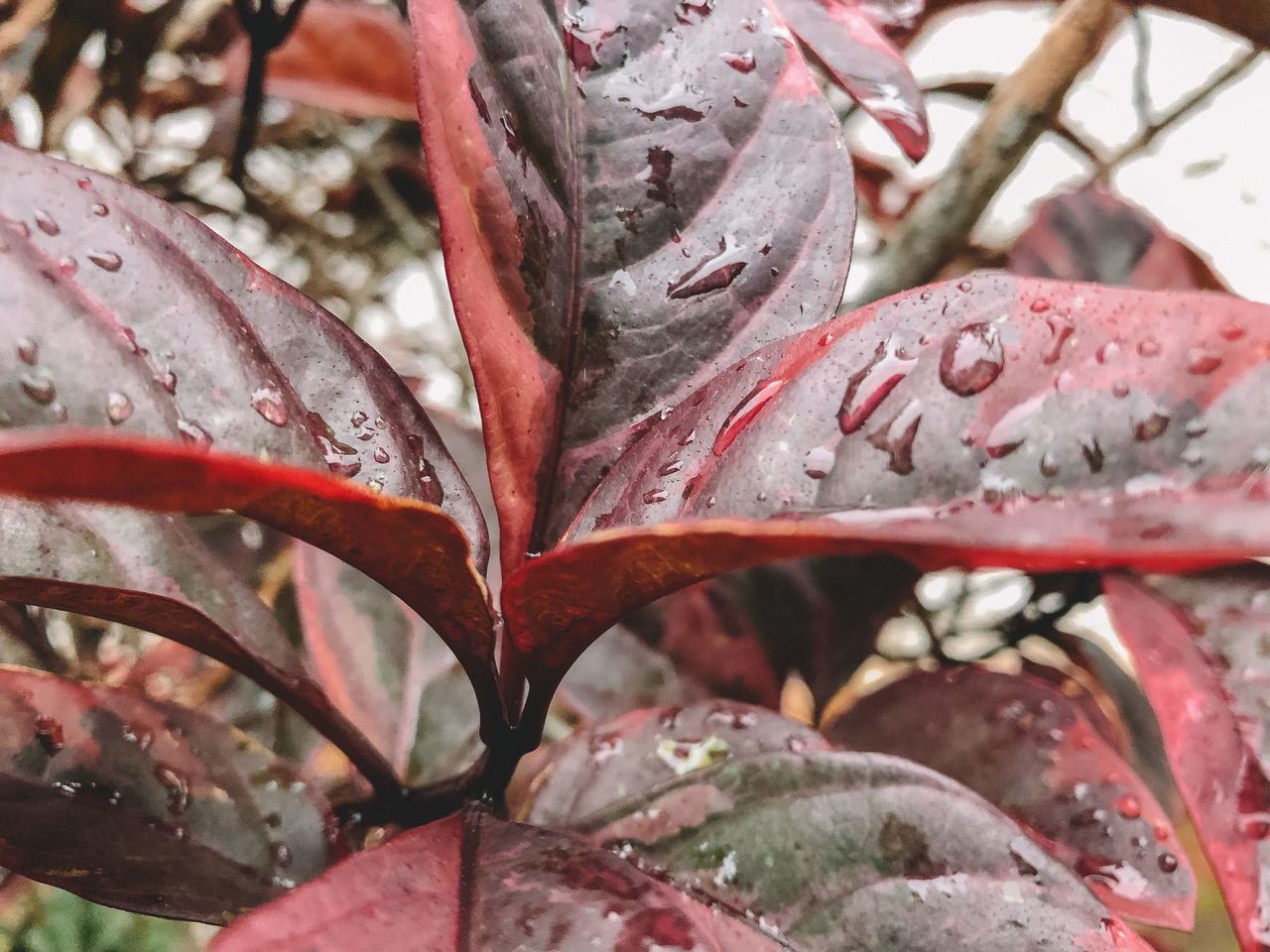 close-up, plant, growth, focus on foreground, no people, plant part, leaf, red, nature, beauty in nature, day, drop, freshness, outdoors, wet, selective focus, water, flower, raindrop