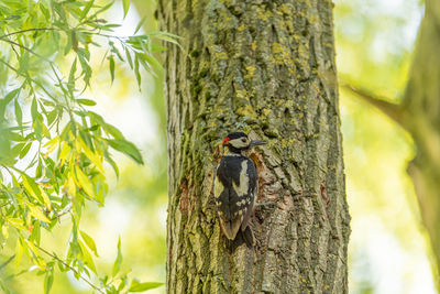 Close-up of bird perching on tree trunk