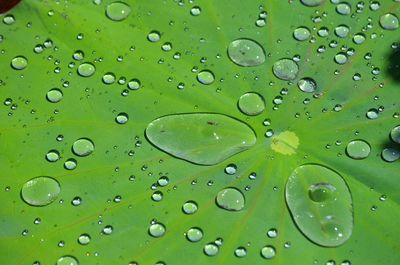 Close-up of water drops on leaves