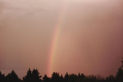 Trees against sky during sunset