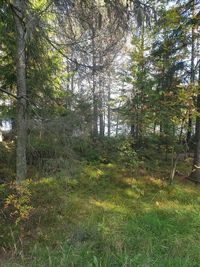 Trees growing in forest