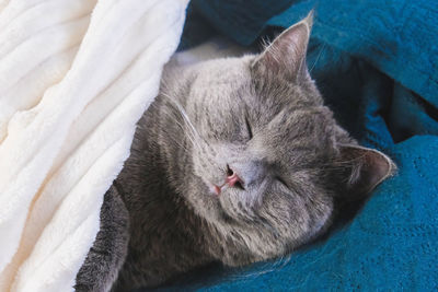 Close-up of cat lying on bed