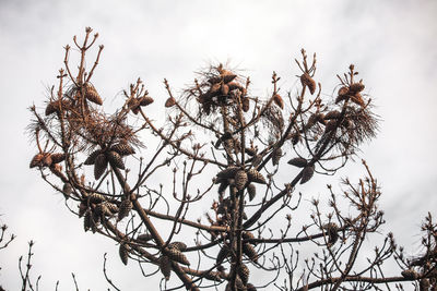 Low angle view of flowering plant against sky