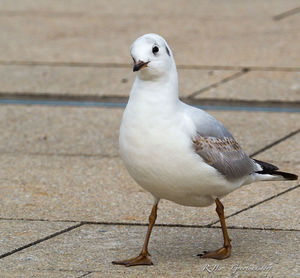 Close-up of white bird