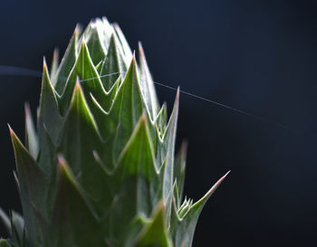 Spider web on plant during sunny day