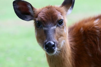 Close-up portrait of a animal