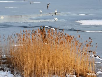 View of birds on land during winter