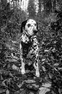 View of a dog looking away