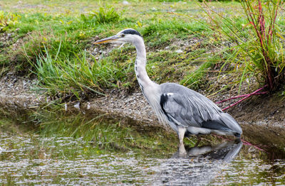 High angle view of gray heron by water