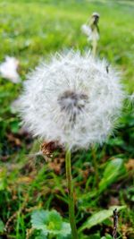 Close-up of dandelion on field