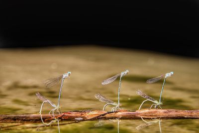 Close-up of grass on field