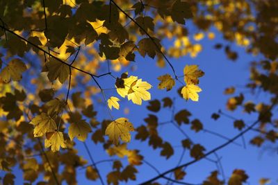 Close-up of yellow flowers blooming on tree