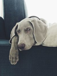 Close-up of dog relaxing on sofa at home