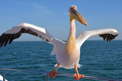 Close-up of pelican flying over sea against sky