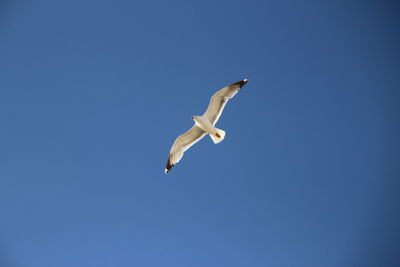 Low angle view of seagull flying in sky