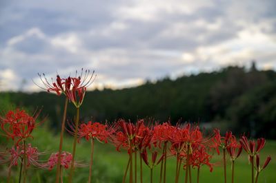 Close-up of red flowering plants on field against sky