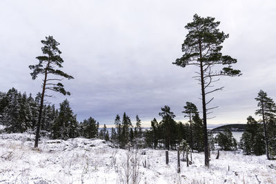 Pine trees on snow covered field against sky