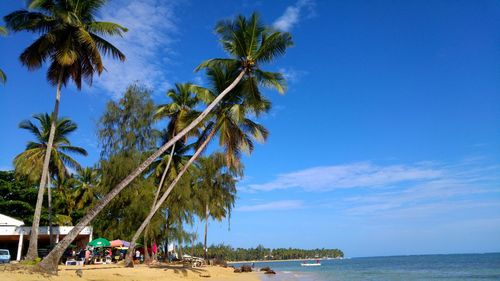 Palm trees on beach