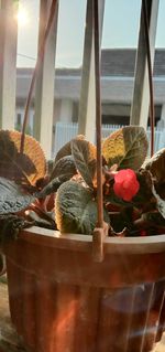 Close-up of potted plants by window