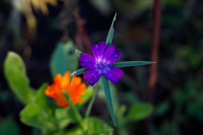 Close-up of purple flowering plant