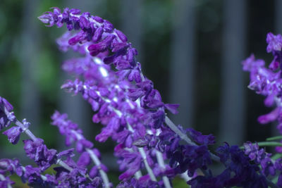 Close-up of purple flowers blooming in garden