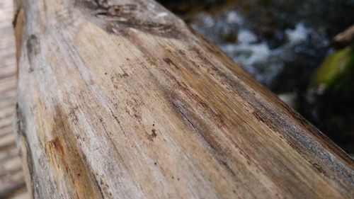 Close-up of wooden tree trunk