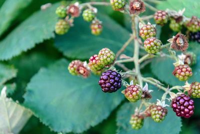 Close-up of berries growing on tree