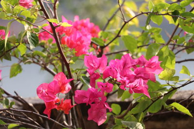 Close-up of pink bougainvillea flowers