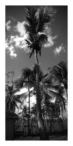 Low angle view of palm trees against cloudy sky