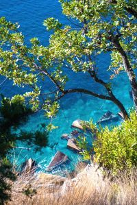 High angle view of trees by swimming pool