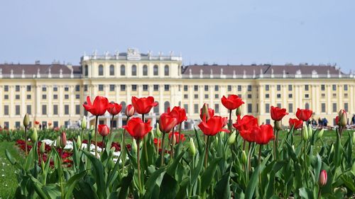 Close-up of red tulips against clear sky