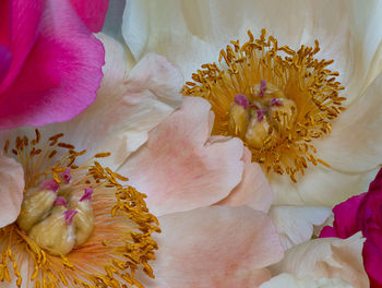 Close-up of pink rose flower