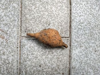 Close-up of a lizard on floor