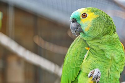 Close-up of parrot perching