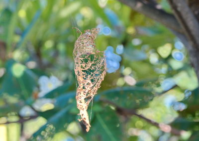 Close-up of plant against blurred background