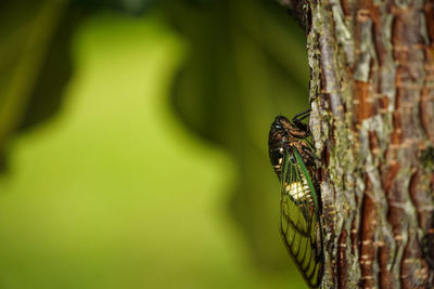 Close-up of insect on plant