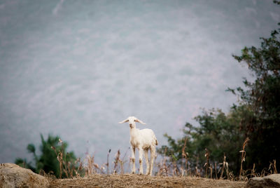 View of sheep on field