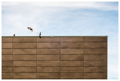 Birds flying against the sky