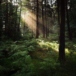Sunlight streaming through trees in forest